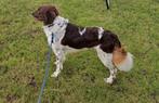 Friese stabij dekreu., Dieren en Toebehoren, Reu, 1 tot 2 jaar, Eén hond, Nederland