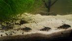 Corydora paleatus, Vis, Zoetwatervis, Schoolvis
