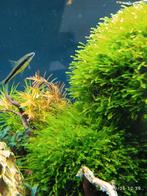 Mos 100% slakvrij oa voor aquascapen, Ophalen, Zo goed als nieuw, Plant(en), Steen of Hout