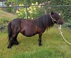 Shetland pony  met  of zonder  veulen te koop, Merrie