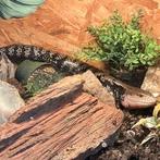 Blauwtong skink dame van 3 jaar 
( Tiliqua gigas gigas ), Ophalen, Zo goed als nieuw