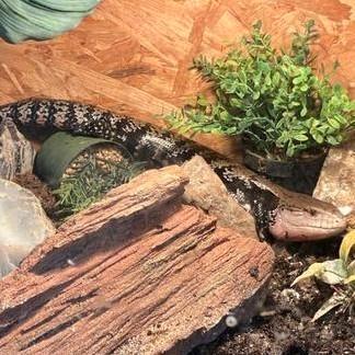 Blauwtong skink dame van 3 jaar 
( Tiliqua gigas gigas ) beschikbaar voor biedingen