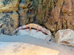 Luipaardgekko man NK25 met of zonder terrarium, Dieren en Toebehoren, Hagedis, Met terrarium, 0 tot 2 jaar