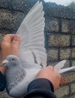 Postduif Super Inbred "KITTEL", Dieren en Toebehoren, Mannelijk, Postduif