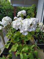 Te koop: geranium ‘Apollo’, Ophalen