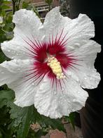 Hibiscus zaden,wit, paars, roze, blauw enz 🤩, versturen kan, Ophalen of Verzenden, Gehele jaar, Volle zon, Zaad