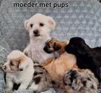 Super mooie boomer pups Shih tzu maal maltezer, Meerdere, 8 tot 15 weken, Meerdere dieren, Nederland