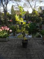 citroenplant, Tuin en Terras, Citroenboom, Halfschaduw, 100 tot 250 cm, Ophalen
