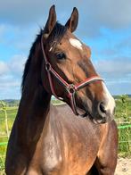 3 jarige ruin van jerommeke SB x il Est Balou!, Dieren en Toebehoren, Paarden, Ruin, Springpaard, 3 tot 6 jaar