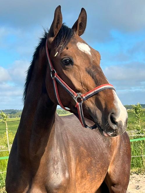 3 jarige ruin van jerommeke SB x il Est Balou!, Dieren en Toebehoren, Paarden, Ruin, 3 tot 6 jaar, Springpaard