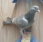 Kleurpostduif, Dieren en Toebehoren, Vogels | Duiven, Vrouwelijk, Postduif