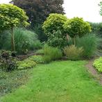 Bol catalpa 3 stuks!, Tuin en Terras, Planten | Bomen, Bloeit niet, Halfschaduw, 100 tot 250 cm, Ophalen