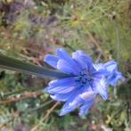 Chicorei, Tuin en Terras, Planten | Tuinplanten, Volle zon, Tweejarig, Zomer, Ophalen