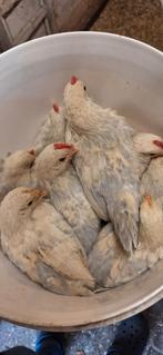 Sabelpoot isabel patrijs hanen, Dieren en Toebehoren, Pluimvee, Mannelijk, Kip