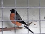 Goudvink  man, Dieren en Toebehoren, Mannelijk, Wildzangvogel, Geringd