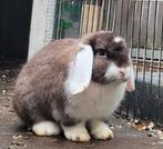 Konijn, laatste hangoor ram te koop, Dieren en Toebehoren, Mannelijk, Hangoor