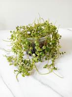 Peperomia prostata  (string of turtels), Minder dan 100 cm, Ophalen of Verzenden, Halfschaduw