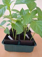 Paprika planten, Tuin en Terras, Planten | Tuinplanten, Ophalen, Volle zon, Groenteplanten, Eenjarig