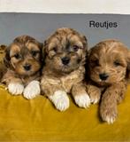 Boomer x Labradoodle mini pups, Nederland, Overige rassen, 8 tot 15 weken, Meerdere
