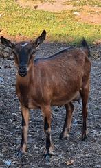 Te koop leuke geiten, Dieren en Toebehoren, Schapen, Geiten en Varkens, Vrouwelijk, Geit
