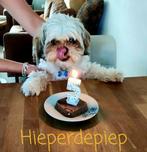 Oppas voor hond of kat of knaagdier nodig?, Dieren en Toebehoren, April, Vrouwelijk