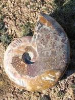 Prachtige XL ammoniet nautilus, Verzamelen, Mineralen en Fossielen, Ophalen, Mineraal