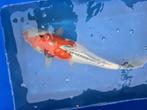 Japanse Koi Kikokuryo, Dieren en Toebehoren, Vissen | Vijvervissen, Karper of Koi