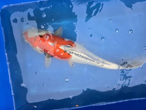 Japanse Koi Kikokuryo, Dieren en Toebehoren, Vissen | Vijvervissen, Karper of Koi