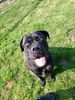 Cane Corso Lotje zoekt een nieuw huisje, Dieren en Toebehoren, Overige rassen, 1 tot 2 jaar, Teef, Parvo