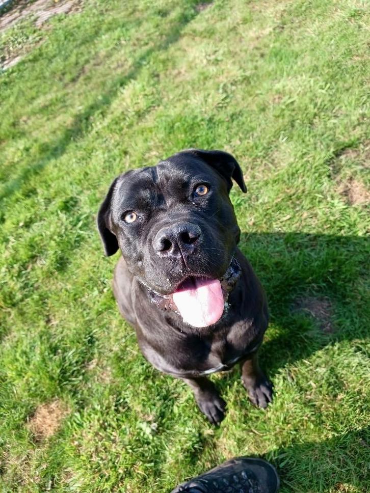 Cane Corso Lotje zoekt een nieuw huisje, Dieren en Toebehoren, Honden | Bulldogs, Pinschers en Molossers, Teef, Overige rassen