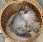 Laatste Prachtige Siberische X Perzische Poesje, Dieren en Toebehoren, Poes, Ontwormd