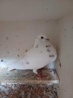 Tilduif, Dieren en Toebehoren, Vogels | Duiven, Vrouwelijk, Kropper