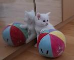 Maine Coon kittens , 2 nestjes, allemaal wit, Meerdere dieren, Gechipt, 0 tot 2 jaar