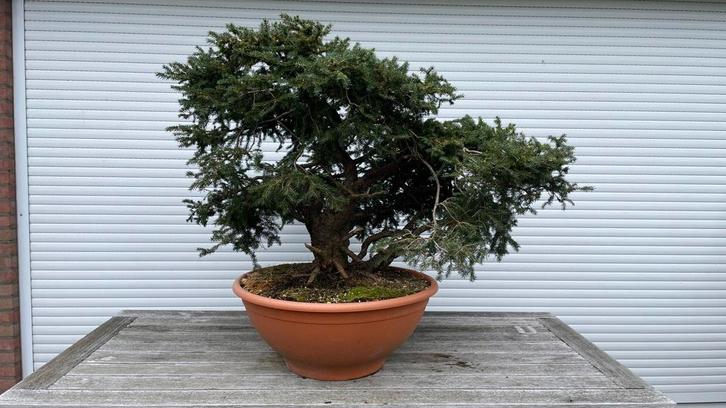 Picea Bonsai - 25+ jaar oud, Tuin en Terras, Planten | Bomen, Overige soorten, 100 tot 250 cm, Volle zon, Bloeit niet, In pot
