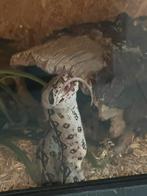 Boa constrictor imperator, Ophalen of Verzenden, Zo goed als nieuw, Terrarium of Paludarium