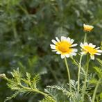 bloemzaad uit de moestuin, Tuin en Terras, Ophalen of Verzenden, Voorjaar, Volle zon, Zaad