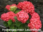 Hydrangea macr. Leuchtfeuer Boerenhortensia, Ophalen, Zomer, Overige soorten, Halfschaduw
