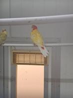 Lutino rosella pop, Dieren en Toebehoren, Vogels | Parkieten en Papegaaien, Vrouwelijk, Parkiet