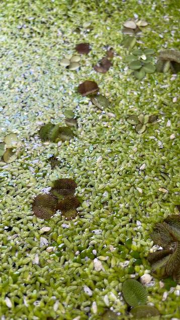Drijfplant mix beschikbaar voor biedingen