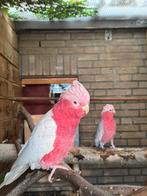Rose kaketoe kweekkoppel, Meerdere dieren, Papegaai
