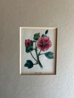 Twee botanische prenten Malope trifida & Oenothera, Antiek en Kunst, Kunst | Etsen en Gravures, Ophalen of Verzenden