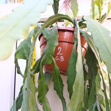 Epiphyllum Going Bananas ruim 1.50M - Nr GB2 -  WYSIWYG beschikbaar voor biedingen