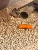 Chinese dwerghamster, Dieren en Toebehoren, Knaagdieren, Oktober, Mannelijk, Hamster