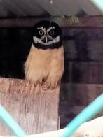 Briluilen koppel verkocht, Dieren en Toebehoren, Meerdere dieren, Roofvogel, Geringd