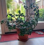 Jadeplant 80cm hoog (crassula ovata) inclusief pot, Huis en Inrichting, Ophalen, Vetplant, In pot, Minder dan 100 cm