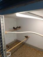 Zebravink man, Dieren en Toebehoren, Vogels | Kanaries, Mannelijk, Kleurkanarie