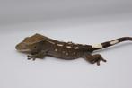 Wimpergekko Axanthic/Crested Gecko/Correlophus Ciliatus, Dieren en Toebehoren, Reptielen en Amfibieën, Hagedis, Tam, 0 tot 2 jaar