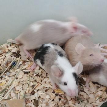 Muizen te koop, Dieren en Toebehoren, Knaagdieren, Meerdere dieren, Oktober