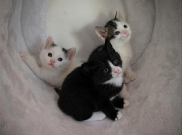 Mooie, lieve huis kittens (meer fotos volgen) beschikbaar voor biedingen