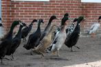 Indische loopeenden, Dieren en Toebehoren, Pluimvee, Meerdere dieren, Eend